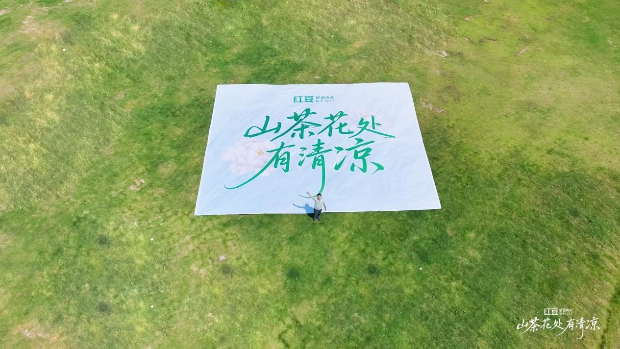 菠菜担保网棉山茶花1